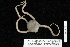  (Ophioplocus - TOH_0186)  @14 [ ] Copyright (2010) Unspecified Musuem Victoria, Melbourne