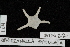  (Ophiozonella stellata - TOH_0331)  @13 [ ] Copyright (2010) Unspecified Musuem Victoria, Melbourne