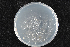  (Ophiostoma sp. HS-cff - 2015-139-1-2)  @11 [ ] CreativeCommons - Attribution Non-Commercial Share-Alike (2015) Norwegian institute of bioeconomy research Norwegian institute of bioeconomy research