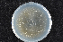  (Ophiostoma sp. HS-cc - 2015-182-2-6)  @11 [ ] CreativeCommons - Attribution Non-Commercial Share-Alike (2015) Norwegian institute of bioeconomy research Norwegian institute of bioeconomy research