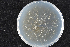  (Ophiostoma floccosum - 2015-573-3-3)  @11 [ ] CreativeCommons - Attribution Non-Commercial Share-Alike (2015) Norwegian institute of bioeconomy research Norwegian institute of bioeconomy research