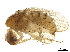  ( - BIOUG33323-A03)  @11 [ ] CreativeCommons - Attribution (2018) CBG Photography Group Centre for Biodiversity Genomics