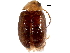  (Sacodes thoracica - BIOUG35661-B01)  @14 [ ] CreativeCommons - Attribution (2018) CBG Photography Group Centre for Biodiversity Genomics