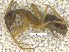  (Camponotus melanoticus - MACN-Bar-Ins-ct 07812)  @15 [ ] Copyright (2018) MACN Museo Argentino de Ciencias Naturales "Bernardino Rivadavia"
