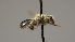  ( - OSAC_0001252280)  @11 [ ] CreativeCommons  Attribution (by) (2022) Pollinator Health Lab Oregon State University