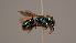  ( - OSAC_0001252315)  @11 [ ] CreativeCommons  Attribution (by) (2022) Pollinator Health Lab Oregon State University