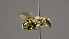  ( - OSAC_0001252366)  @11 [ ] CreativeCommons  Attribution (by) (2022) Pollinator Health Lab Oregon State University