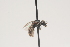  ( - OSAC_0001252053)  @11 [ ] CreativeCommons  Attribution (by) (2021) Pollinator Health Lab Oregon State University