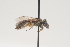 (Lasioglossum robustum - OSAC_0001252093)  @11 [ ] CreativeCommons  Attribution (by) (2021) Pollinator Health Lab Oregon State University