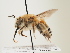  (Eucera dimidiata - ORBIT_0062)  @11 [ ] nrr (2023) Unspecified Thomas Wood