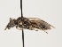  (Lasioglossum chalcodes - ORBIT_0201)  @11 [ ] nrr (2023) Unspecified Thomas Wood