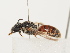  (Lasioglossum elegans - ORBIT_0205)  @11 [ ] nrr (2023) Unspecified Thomas Wood