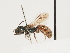  (Lasioglossum corsicanum - ORBIT_0206)  @11 [ ] nrr (2023) Unspecified Thomas Wood