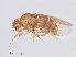  (Drosophila ananassae - 13026-17)  @13 [ ] CreativeCommons - Attribution Non-Commercial Share-Alike (2013) Unspecified Naturalis Biodiversity Centre