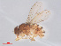  (Drosophila mercatorum - 14003-38)  @13 [ ] CreativeCommons - Attribution Non-Commercial Share-Alike (2013) Unspecified Naturalis Biodiversity Centre