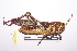  (Ornithacris - LopeORT14-475)  @14 [ ] CreativeCommons - Attribution Non-Commercial Share-Alike (2014) Nicolas Moulin Nicolas Moulin entomologie