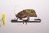  (Weissenbornia praestantissima - LopeORT14-612)  @13 [ ] CreativeCommons - Attribution Non-Commercial Share-Alike (2014) Nicolas Moulin Nicolas Moulin entomologie