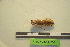  (Amorphoscelidae - LopeMAN14-254)  @13 [ ] CreativeCommons - Attribution Non-Commercial Share-Alike (2014) Nicolas Moulin Nicolas Moulin entomologie