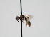  ( - OSAC_0001300509)  @11 [ ] CreativeCommons  Attribution (by) (2023) Pollinator Health Lab Oregon State University