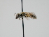  ( - OSAC_0001300705)  @11 [ ] CreativeCommons  Attribution (by) (2023) Pollinator Health Lab Oregon State University