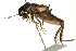  (Gryllidae - BIOUG01999-B05)  @15 [ ] CreativeCommons - Attribution (2012) CBG Photography Group Centre for Biodiversity Genomics