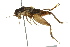  (Gryllidae - BIOUG01999-F04)  @15 [ ] CreativeCommons - Attribution (2012) CBG Photography Group Centre for Biodiversity Genomics