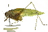 (Tettigoniidae - BIOUG02000-B06)  @16 [ ] CreativeCommons - Attribution (2012) CBG Photography Group Centre for Biodiversity Genomics