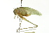  (Amblycorypha rivograndis - BIOUG02000-D11)  @14 [ ] CreativeCommons - Attribution (2012) CBG Photography Group Centre for Biodiversity Genomics