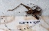  (Paraclodes furcata - BC-MNHN-OCA10)  @11 [ ] Creative Commons (2023) Rodolphe Rougerie Museum national d'Histoire naturelle