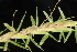  (Eremochloa ophiuroides - OSBAR000020)  @11 [ ] Copyright (2014) Florida Museum of Natural History Florida Museum of Natural History