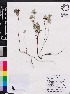  (Helianthemum corymbosum - OSBAR000024)  @11 [ ] Copyright (2014) Florida Museum of Natural History Florida Museum of Natural History