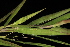  (Dichanthelium aciculare - OSBAR000030)  @11 [ ] Copyright (2014) Florida Museum of Natural History Florida Museum of Natural History