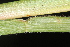  (Axonopus furcatus - OSBAR000067)  @11 [ ] Copyright (2014) Florida Museum of Natural History Florida Museum of Natural History