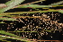  (Dichanthelium erectifolium - OSBAR000091)  @11 [ ] Copyright (2014) Florida Museum of Natural History Florida Museum of Natural History
