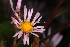  (Symphyotrichum elliottii - OSBAR000110)  @11 [ ] Copyright (2014) Florida Museum of Natural History Florida Museum of Natural History