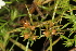 (Tetrachondraceae - OSBAR000114)  @11 [ ] Copyright (2014) Florida Museum of Natural History Florida Museum of Natural History