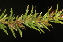  (Gratiola hispida - OSBAR000166)  @11 [ ] Copyright (2014) Florida Museum of Natural History Florida Museum of Natural History