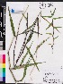  (Sacciolepis striata - OSBAR000204)  @11 [ ] Copyright (2014) Florida Museum of Natural History Florida Museum of Natural History