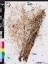  (Eragrostis elliottii - OSBAR000251)  @11 [ ] Copyright (2014) Florida Museum of Natural History Florida Museum of Natural History