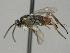  ( - CNC1688062)  @11 [ ] by-sa - CreativeCommons  Attribution Share-Alike (2138) Melanie Beaudin Canadian National Collection of Insects, Arachnids and Nematodes