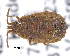  (Afropictinus nauplius - CNCCOLVG00005721)  @14 [ ] Copyright (2013) Vasily Grebennikov CFIA