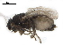  ( - BIOUG26545-B07)  @12 [ ] CreativeCommons - Attribution (2019) CBG Photography Group Centre for Biodiversity Genomics