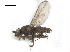  ( - BIOUG26545-C04)  @11 [ ] CreativeCommons - Attribution (2019) CBG Photography Group Centre for Biodiversity Genomics