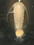  (Hesperodiaptomus arcticus sp. 2 CHU - BIOUG00921-E09)  @14 [ ] Unspecified (default): All Rights Reserved  Unspecified Unspecified