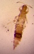  (Aleurodothrips fasciapennis - PAL-0117)  @11 [ ] CreativeCommons - Attribution Non-Commercial Share-Alike (2015) Hillary Young University of California, Santa Barbara