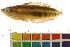  ( - OL-0537)  @12 [ ] CreativeCommons - Attribution (2012) CBG Photography Group Centre for Biodiversity Genomics