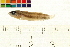  (Parosphromenus deissneri - OL-0049)  @13 [ ] CreativeCommons - Attribution (2009) Unspecified Centre for Biodiversity Genomics