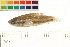  (Parosphromenus cf. bintan - OL-0056)  @14 [ ] CreativeCommons - Attribution (2009) Unspecified Centre for Biodiversity Genomics