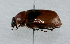  (Ancognatha sellata - PASS0001)  @11 [ ] CreativeCommons - Attribution Non-Commercial Share-Alike (2011) Eduardo R. Chame-Vazquez El Colegio de la Frontera Sur