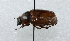  (Cyclocephala weidneri - PASS0003)  @11 [ ] CreativeCommons - Attribution Non-Commercial Share-Alike (2011) Eduardo R. Chame-Vazquez El Colegio de la Frontera Sur